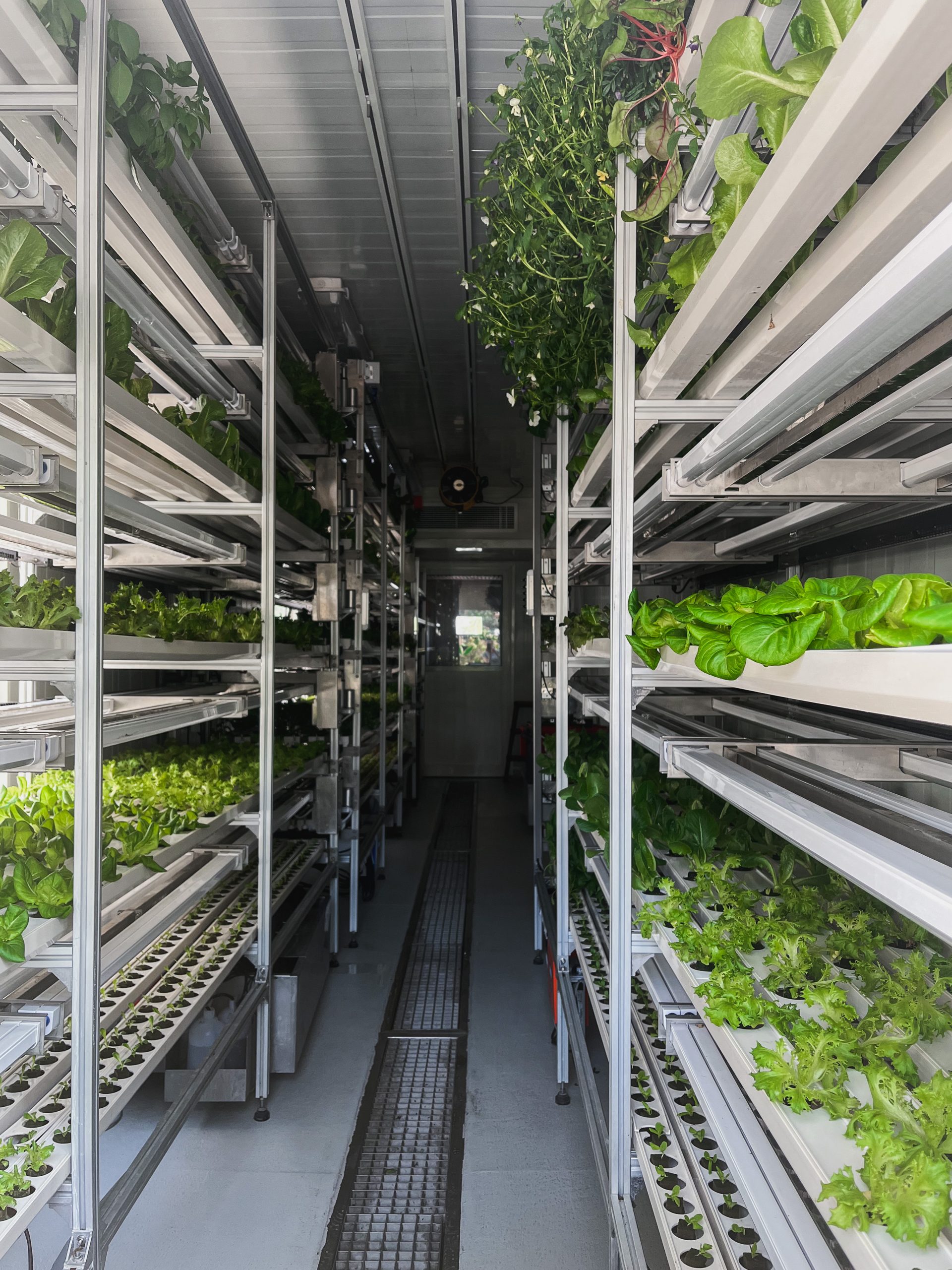 Para Cima Que Se Cresce A Ascensão Da Agricultura Vertical Jornal