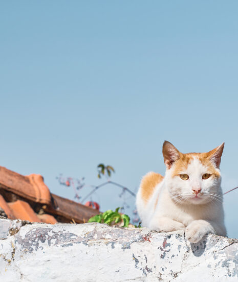 Rastreia Pet: Plataforma promete realizar censo inédito de cães e gatos do Recife com Inteligência Artificial (Imagem: Freepik)